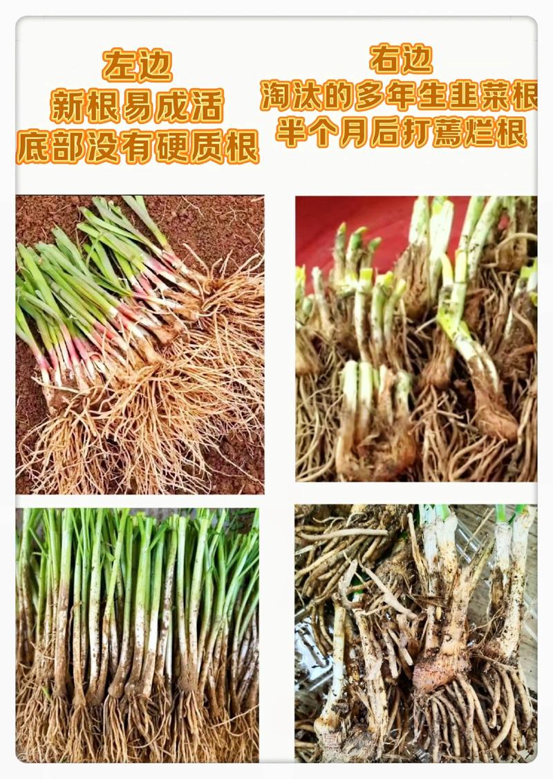 韭菜移栽方法和步骤:提高成活率的7个关键环节 韭菜移栽方法和步骤:提高成活率的7个关键环节