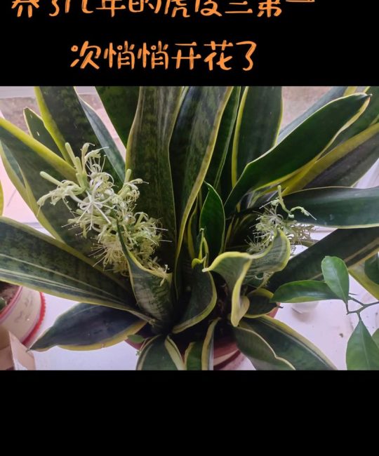 虎皮兰的花香吗？揭开它开花的秘密与迷人香气