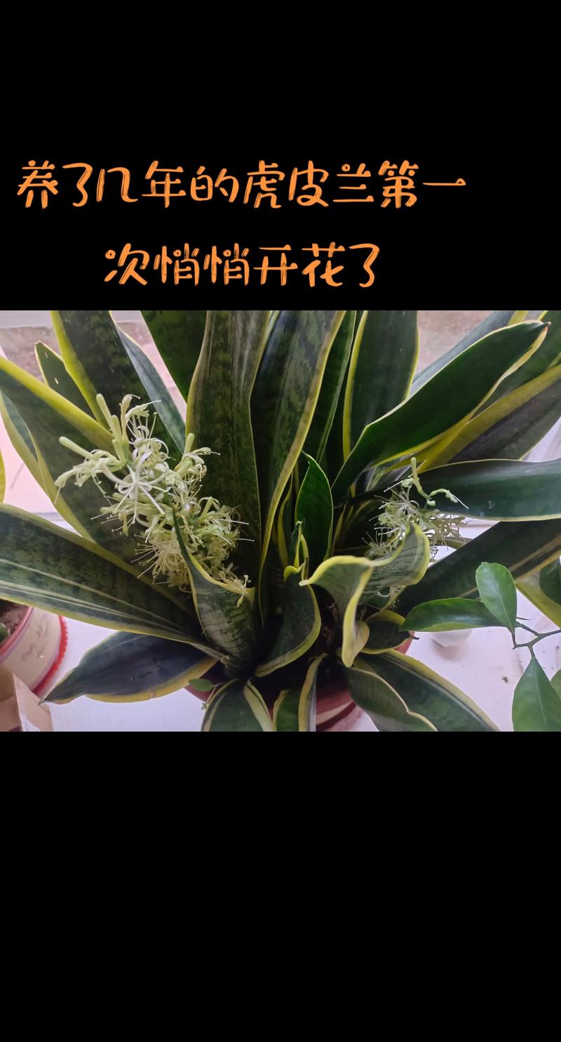 虎皮兰的花香吗?揭开它开花的秘密与迷人香气 虎皮兰开花:罕见但并非传说