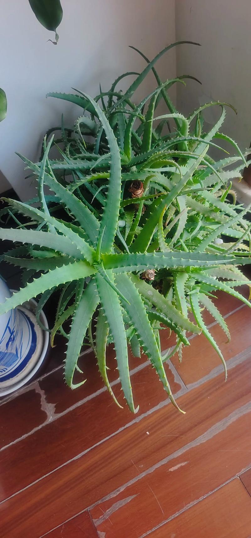 虎皮兰的花香吗?揭开它开花的秘密与迷人香气 花香属性:清新淡雅,夜间尤甚