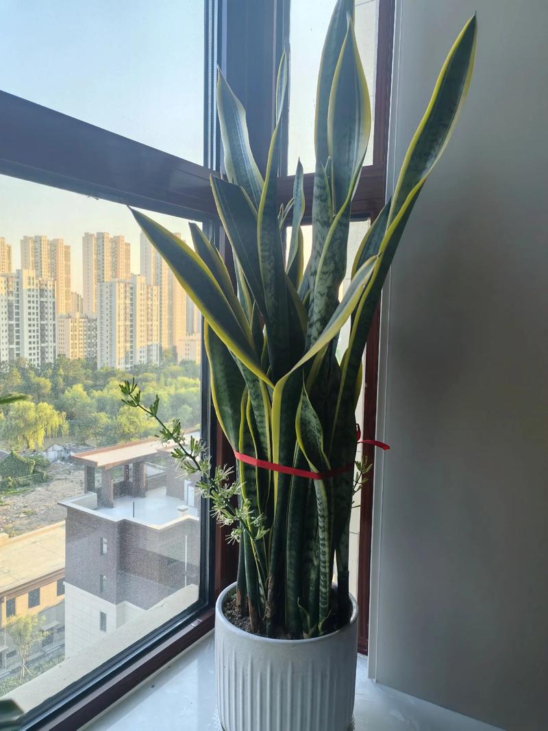 虎皮兰的花香吗?揭开它开花的秘密与迷人香气 如何欣赏虎皮兰的花?