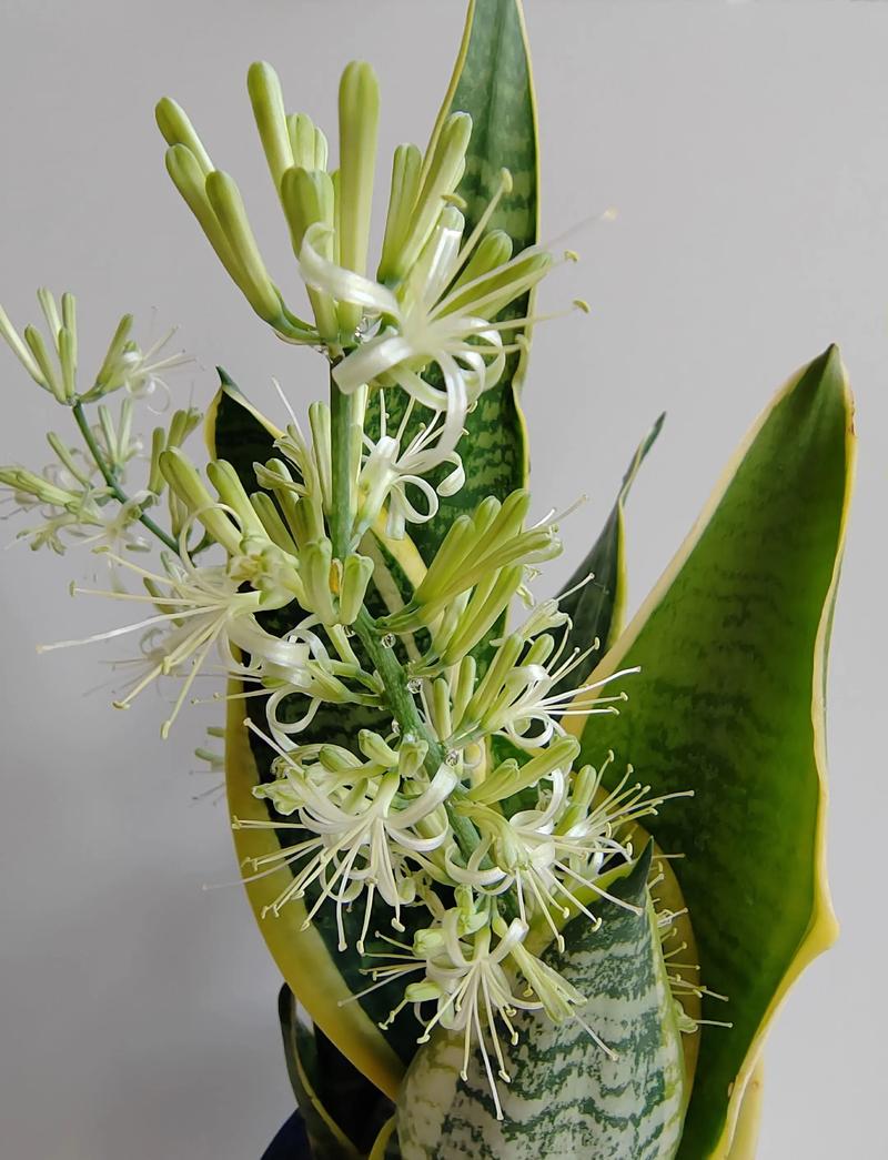 虎皮兰的花香吗?揭开它开花的秘密与迷人香气 总结:虎皮兰的花香,是意外的惊喜