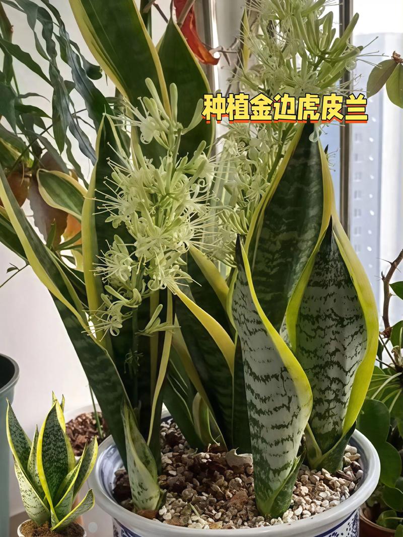 虎皮兰的花香吗?揭开它开花的秘密与迷人香气 注意事项与常见误区