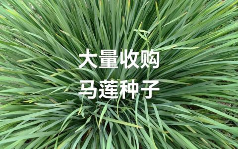 马莲草种子种植全攻略：从播种到成活的关键步骤
