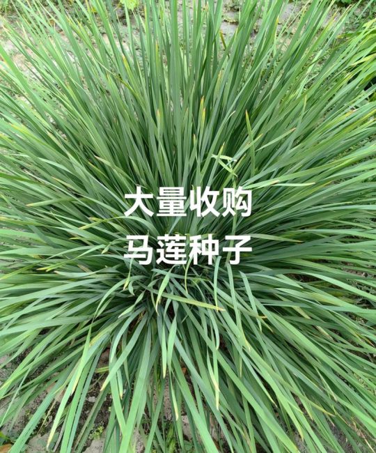 马莲草种子种植全攻略：从播种到成活的关键步骤