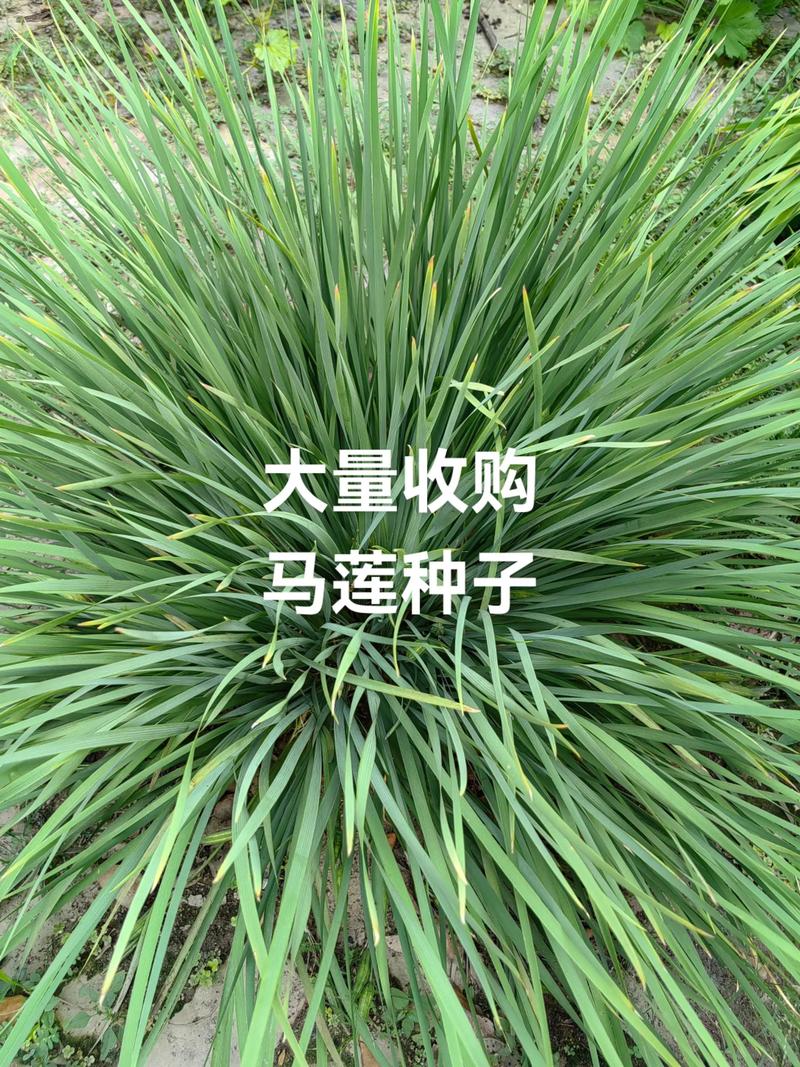 马莲草种子种植全攻略：从播种到成活的关键步骤