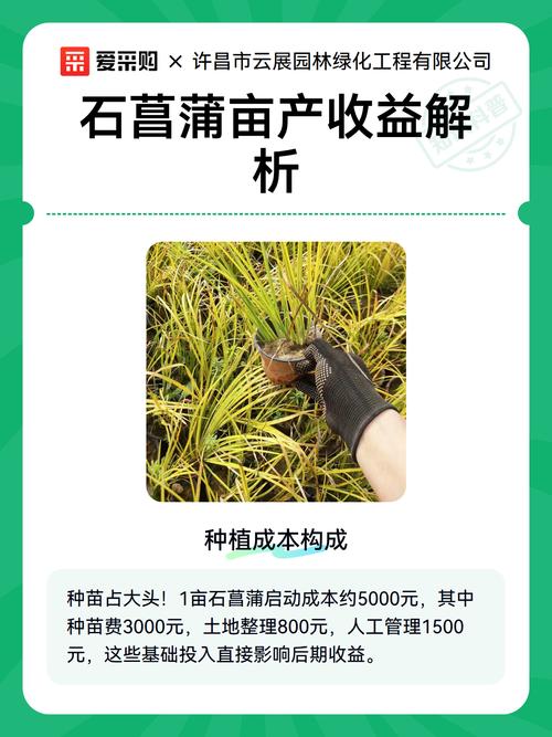 石菖蒲种植一亩产多少?详解高产栽培技术与成本收益分析 浇定根水:边栽边浇,一次浇透