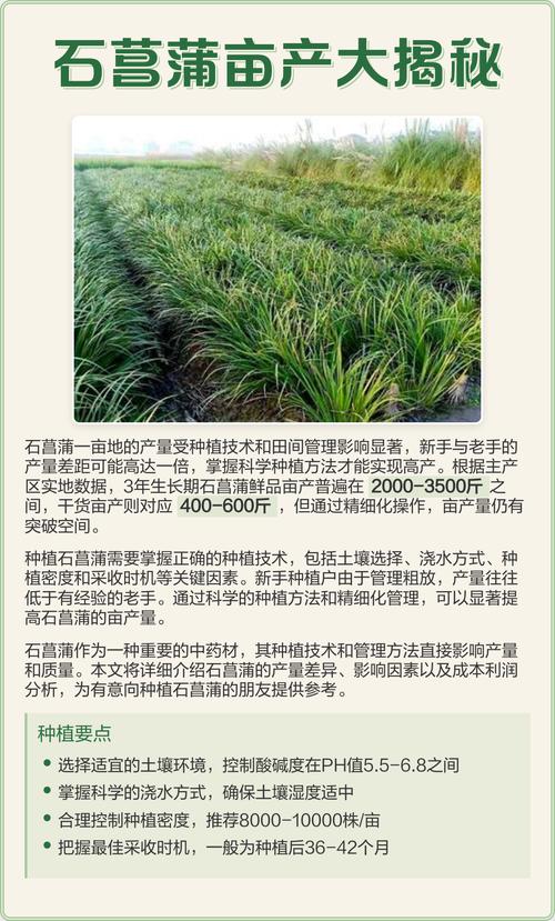 石菖蒲种植一亩产多少?详解高产栽培技术与成本收益分析 栽植深度:浅栽、压实、保湿润