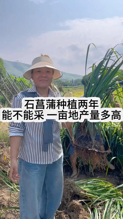 石菖蒲种植一亩产多少?详解高产栽培技术与成本收益分析 栽前处理:种茎选择与消毒是关键
