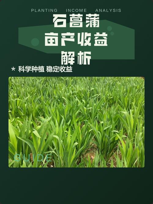 石菖蒲种植一亩产多少?详解高产栽培技术与成本收益分析 成活注意事项:常见问题与对策