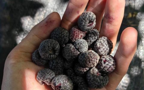 树莓与覆盆子：是同一回事吗？园艺爱好者必知的区别与联系