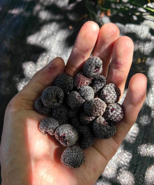 树莓与覆盆子：是同一回事吗？园艺爱好者必知的区别与联系