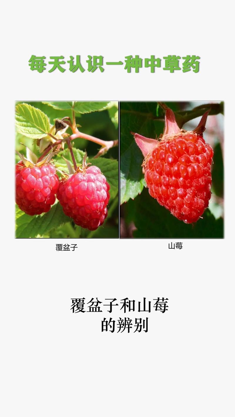 树莓与覆盆子:是同一回事吗?园艺爱好者必知的区别与联系 从植物学看:它们是“一家人但不是同一个人”