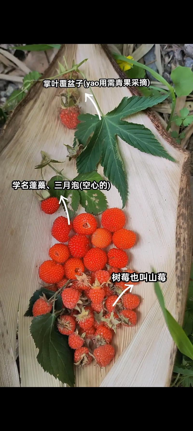 树莓与覆盆子:是同一回事吗?园艺爱好者必知的区别与联系 园艺栽培建议:选哪种更合适?