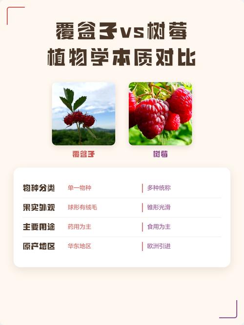 树莓与覆盆子:是同一回事吗?园艺爱好者必知的区别与联系 为什么中文里常混用?