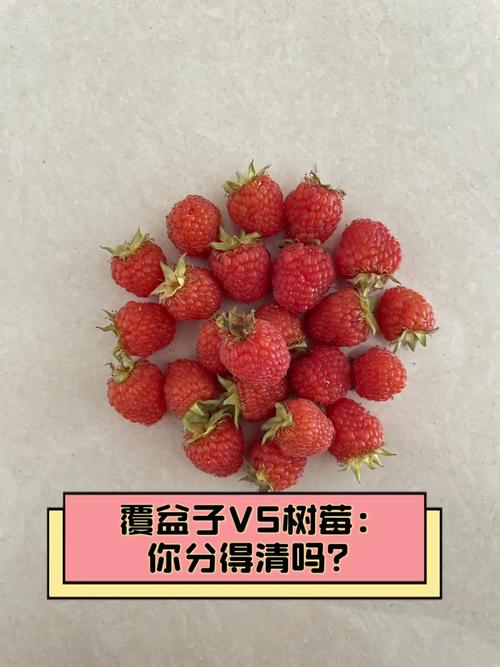 树莓与覆盆子:是同一回事吗?园艺爱好者必知的区别与联系 总结:别纠结名字,选对用途