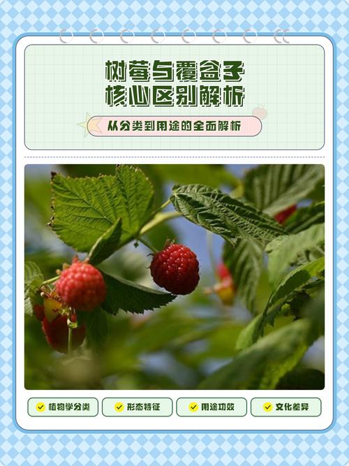 树莓与覆盆子:是同一回事吗?园艺爱好者必知的区别与联系 日常食用与药用价值