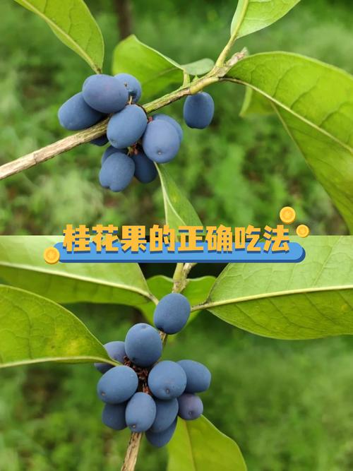 桂花结的果实有什么作用呢?——食用、药用与安全性全面科普 二、食用常识:桂花果能吃吗?怎么吃?
