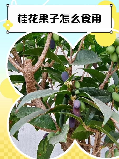 桂花结的果实有什么作用呢?——食用、药用与安全性全面科普 五、总结与安全提示