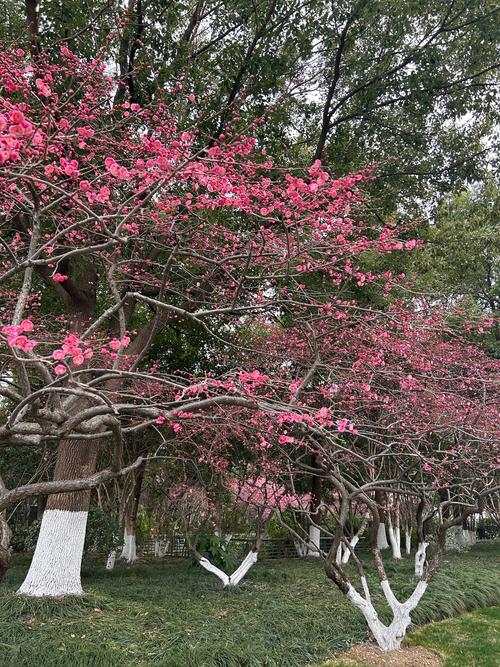 红梅春天开花吗?红梅花期与春季养护全指南 常见问题解答 (FAQ)