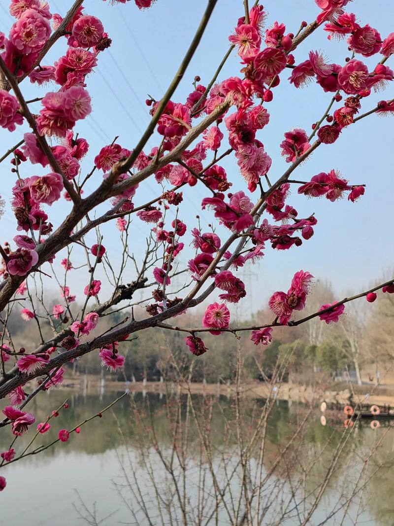 红梅春天开花吗?红梅花期与春季养护全指南 红梅不开花常见原因与解决方案