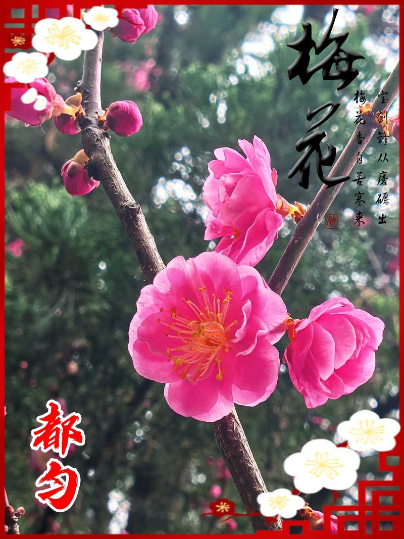 红梅春天开花吗?红梅花期与春季养护全指南 促花养护步骤(可执行操作)