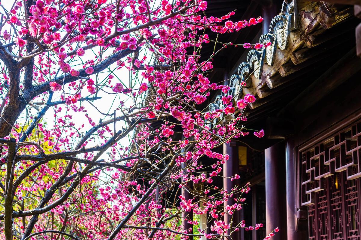 红梅春天开花吗?红梅花期与春季养护全指南 总结