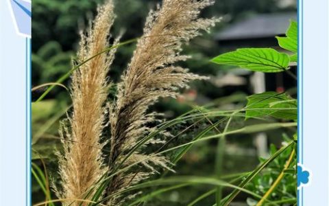 芦苇花是白色的吗？权威解析挺水植物芦苇的花色、特征与应用
