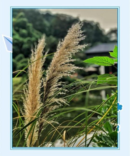 芦苇花是白色的吗？权威解析挺水植物芦苇的花色、特征与应用