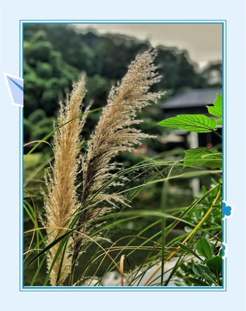 芦苇花是白色的吗?权威解析挺水植物芦苇的花色、特征与应用 芦苇花不是纯白色,而是银白色至灰白色