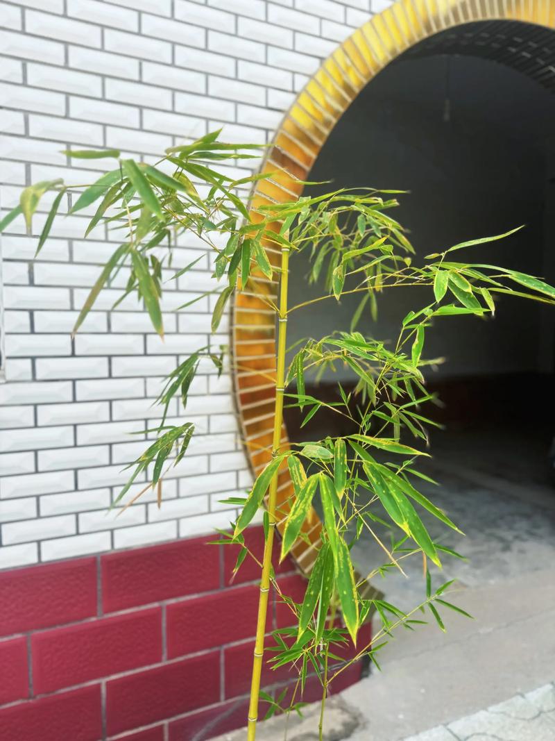 院前种竹子好不好?全面解析利弊与建议 二、院前种竹子的优点