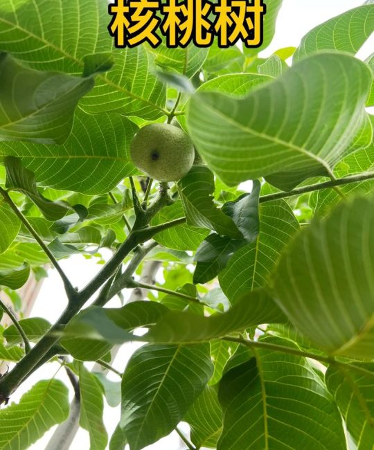 胡桃木是桃树吗？一文说清核桃树与桃树的本质区别及种植要点