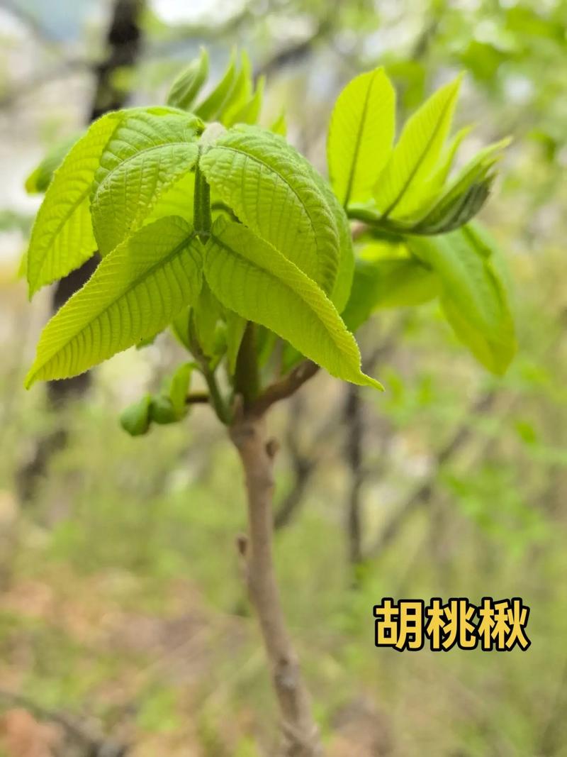 胡桃木是桃树吗?一文说清核桃树与桃树的本质区别及种植要点 核桃树适种年均温8-16°C的温带地区,桃树适种年均温12-17°C的暖温带地区