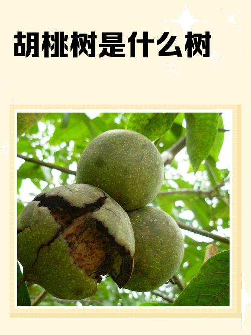 胡桃木是桃树吗?一文说清核桃树与桃树的本质区别及种植要点 核桃树修剪以秋季疏枝为主,桃树修剪以冬季短截为主