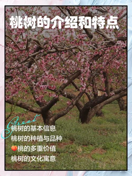 胡桃木是桃树吗?一文说清核桃树与桃树的本质区别及种植要点 核桃树多数品种雌雄异熟,桃树绝大多数品种自花结实