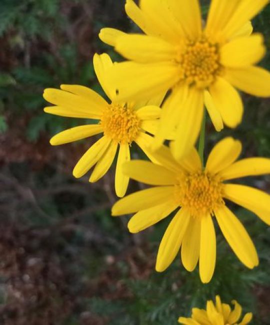 桂花与菊花什么季节开？全面对比花期与养护指南