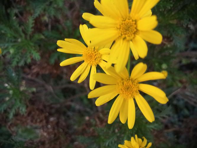 桂花与菊花什么季节开?全面对比花期与养护指南 桂花与菊花什么季节开?全面对比花期与养护指南