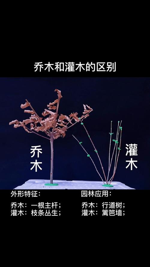 园林绿化乔木与灌木怎么区别?从六大维度透彻对比,助你选苗不踩坑 六大维度对比表格