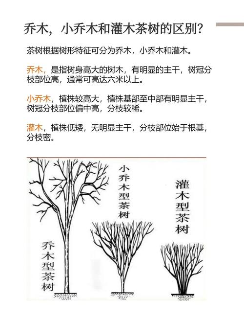 园林绿化乔木与灌木怎么区别?从六大维度透彻对比,助你选苗不踩坑 关键差异逻辑解释