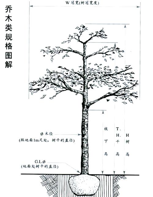 园林绿化乔木与灌木怎么区别?从六大维度透彻对比,助你选苗不踩坑 最终决策指南