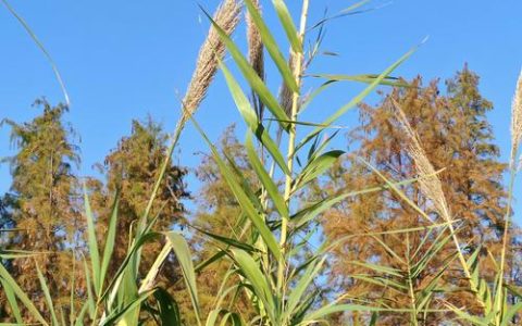 芦苇一平米能种多少？标准栽植密度与种植方法全指南