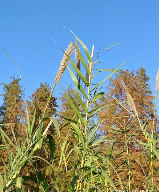 芦苇一平米能种多少？标准栽植密度与种植方法全指南