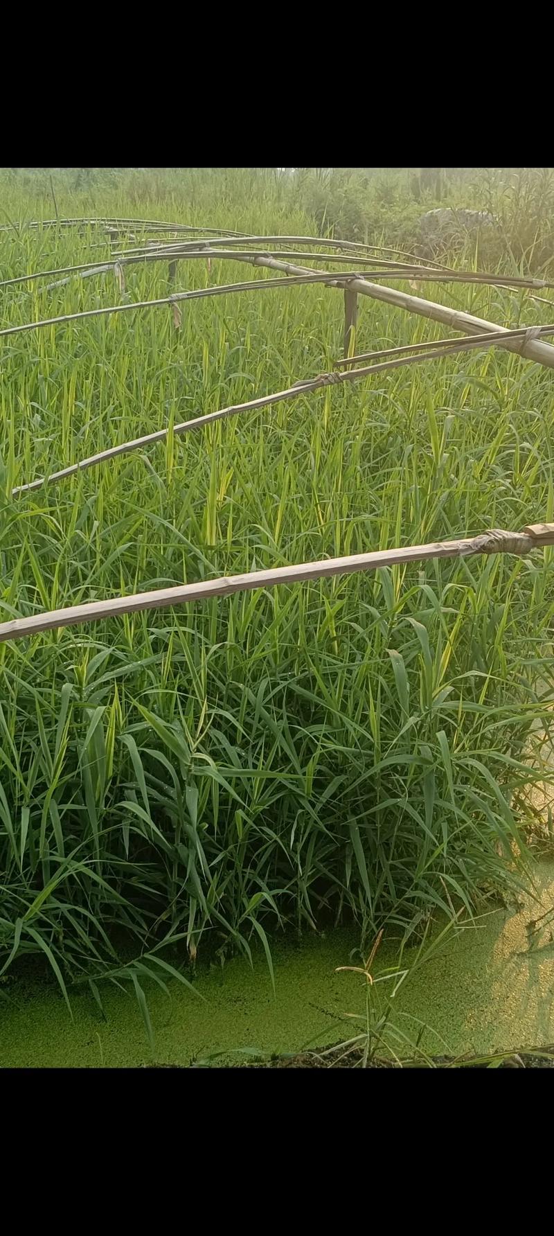 芦苇一平米能种多少?标准栽植密度与种植方法全指南 常见问题 (FAQ)