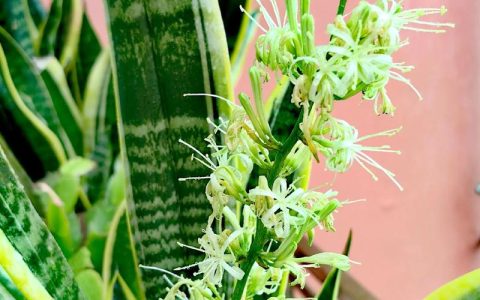 虎皮兰会开花吗什么情况下开花？花期与观赏期养护全攻略