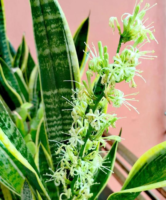 虎皮兰会开花吗什么情况下开花？花期与观赏期养护全攻略