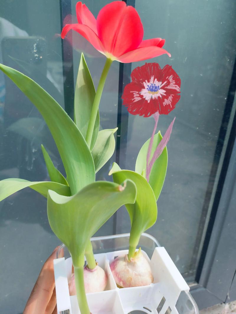 郁金香根茎球种植全攻略:从选时到开花,7步提高成活率 土壤环境:疏松、排水、弱碱性