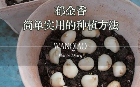 郁金香根茎球种植全攻略：从选时到开花，7步提高成活率
