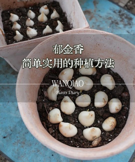 郁金香根茎球种植全攻略：从选时到开花，7步提高成活率