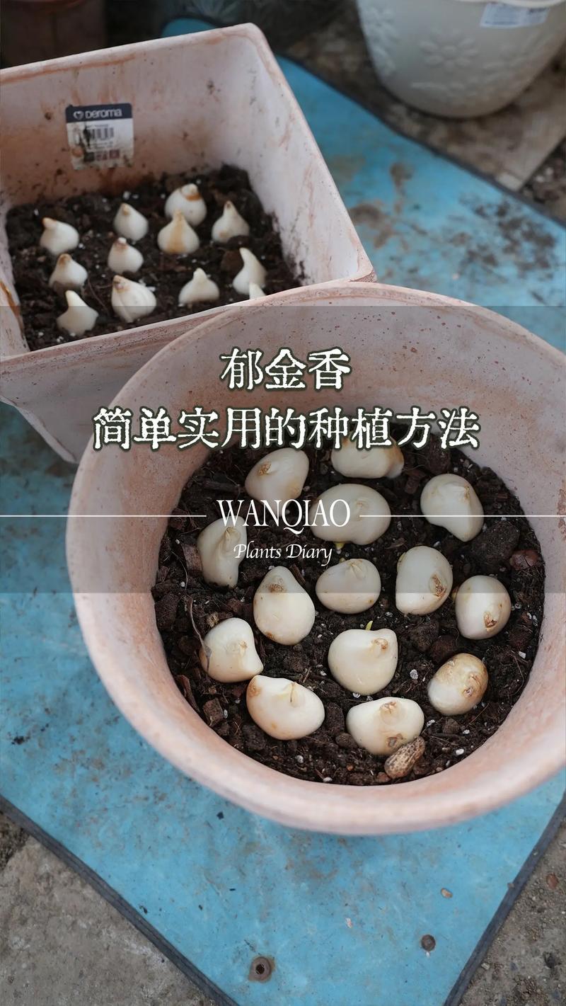 郁金香根茎球种植全攻略:从选时到开花,7步提高成活率 适宜时间:秋季种植,地温是关键