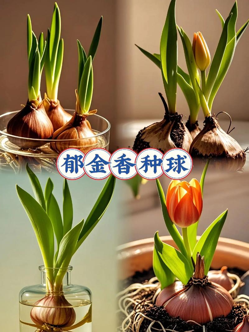 郁金香根茎球种植全攻略:从选时到开花,7步提高成活率 栽前处理:消毒、去外皮、杀菌
